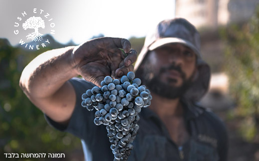 יקב גוש עציון- סיור VIP זוגי