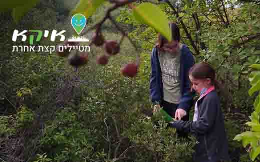 בר בהר